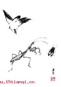 螳螂捕蝉，黄雀在后的故事图片